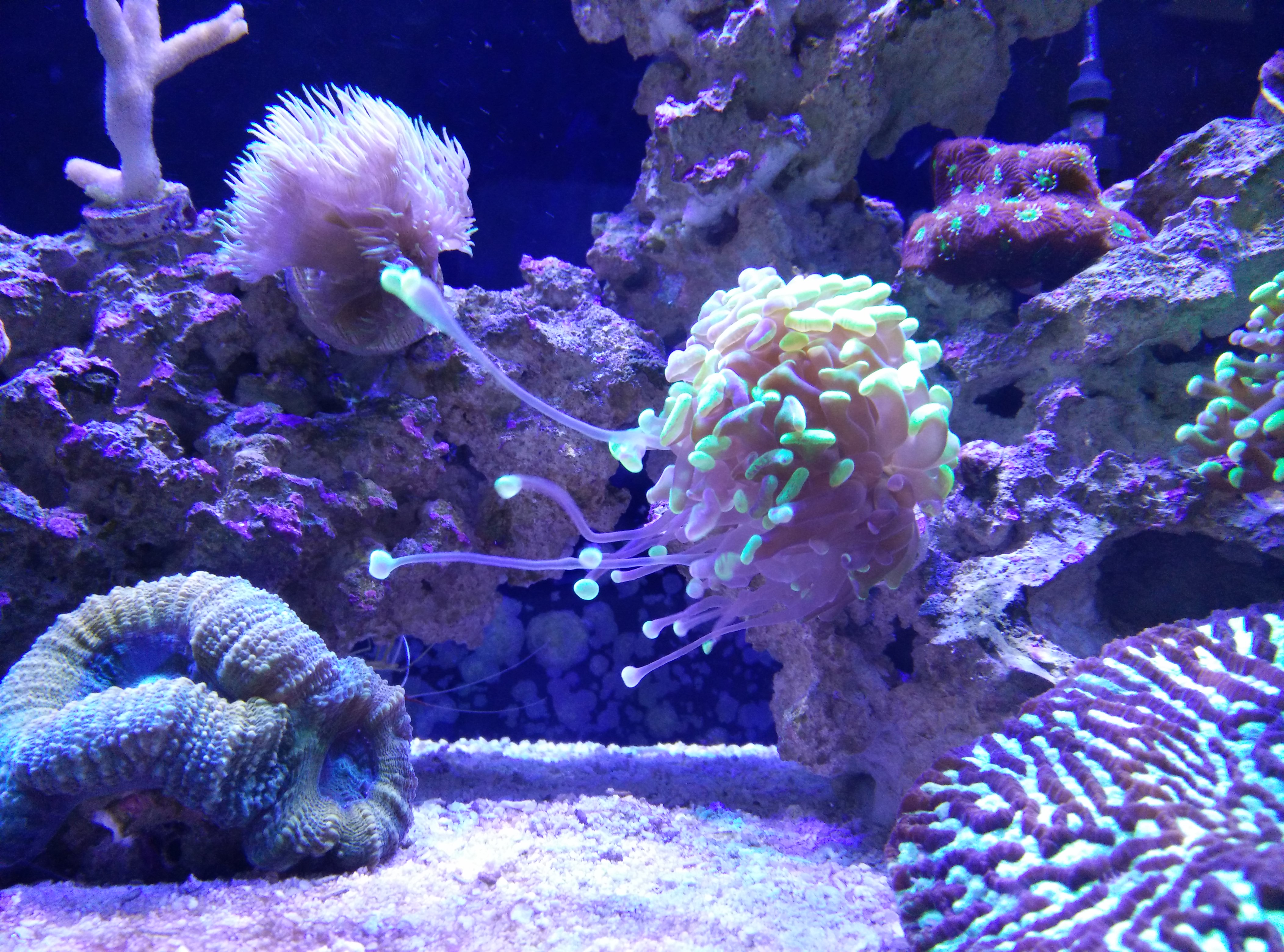 Hammer Stingers? - Coral Forum - Nano-Reef Community
