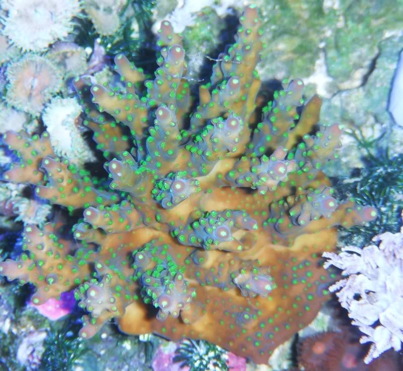 Corals140.jpg