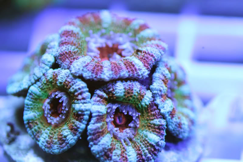 corals11-10-09200.jpg