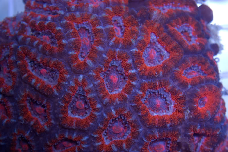dads-new-acan-colony-2.jpg