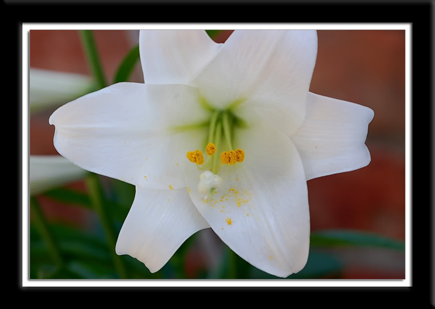 lilyflower-2.jpg