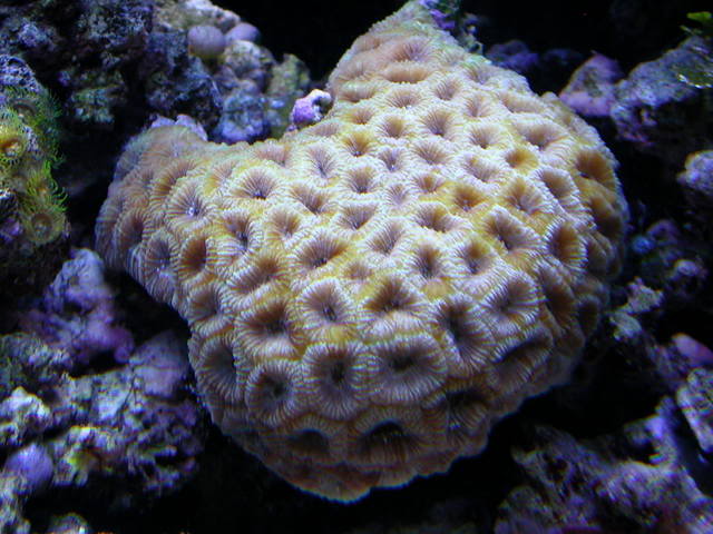 Reefprogression017-1.jpg