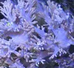 bluecespitularia.jpg