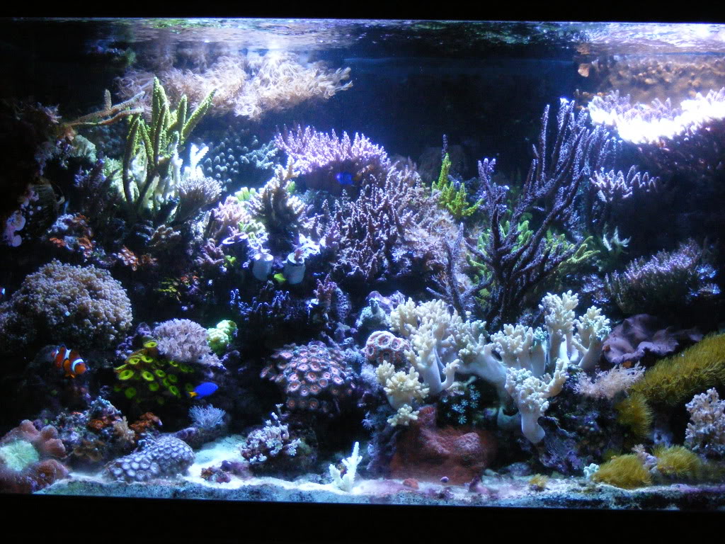 Coral5-27-09018.jpg
