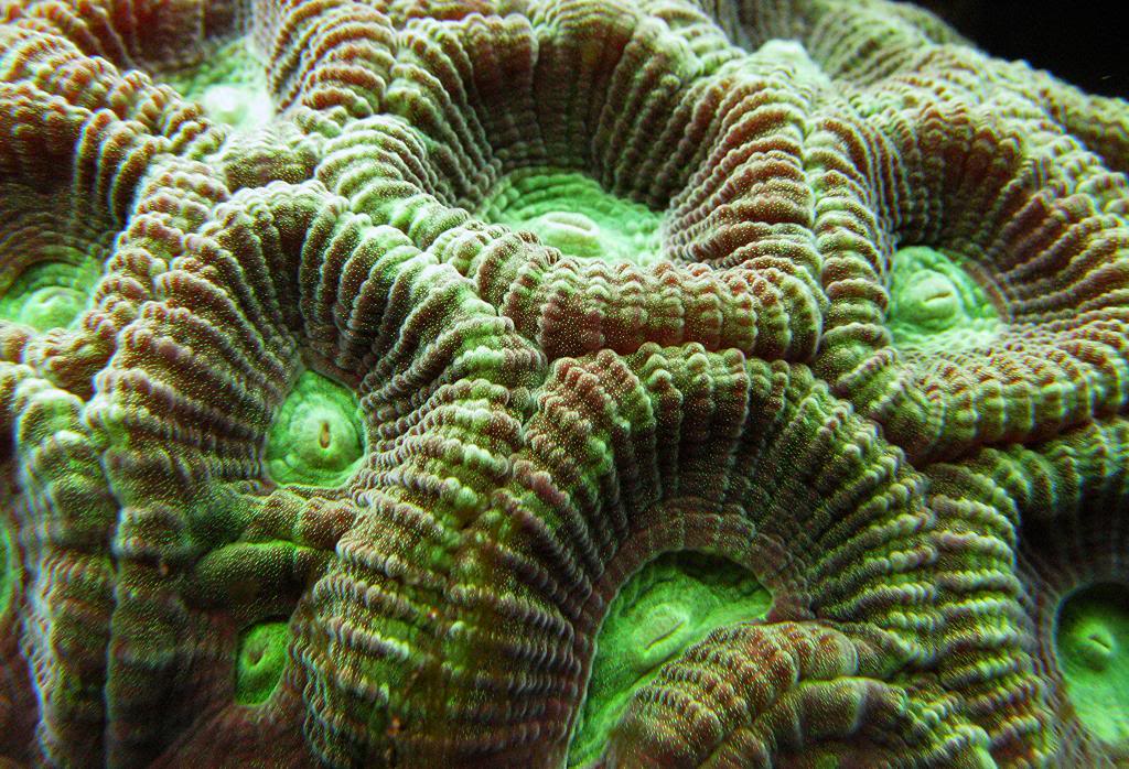 Corals11614003_zpsa01cfdd5.jpg
