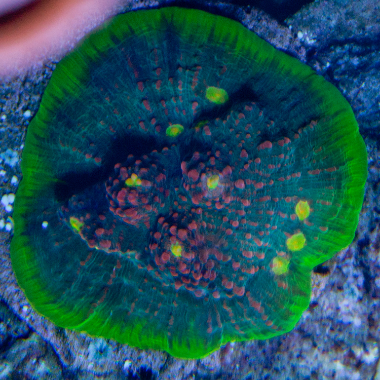 coral-gazers-chalice.jpg