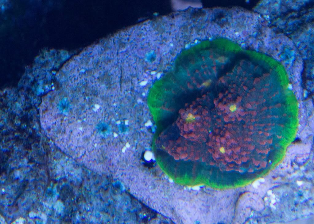 coral-gazers-chalice.jpg