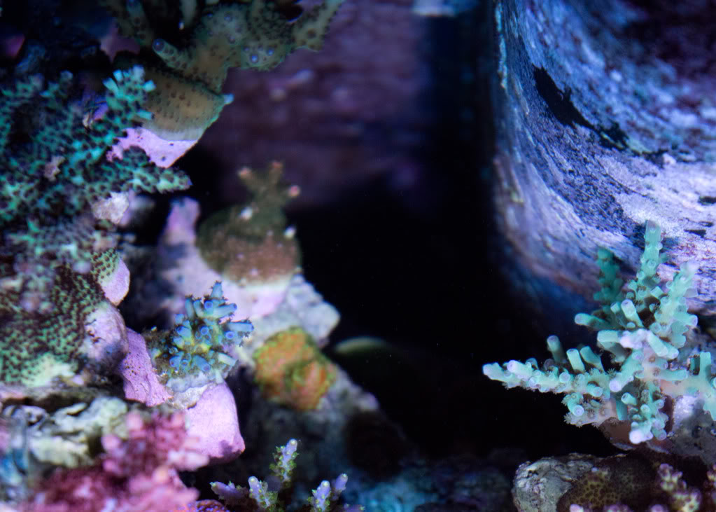 corals-1.jpg