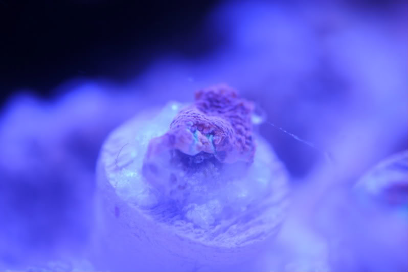 corals075.jpg