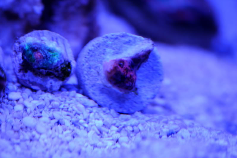 corals084.jpg