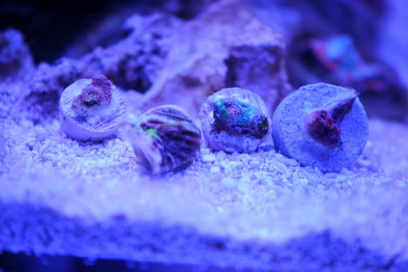 corals086.jpg