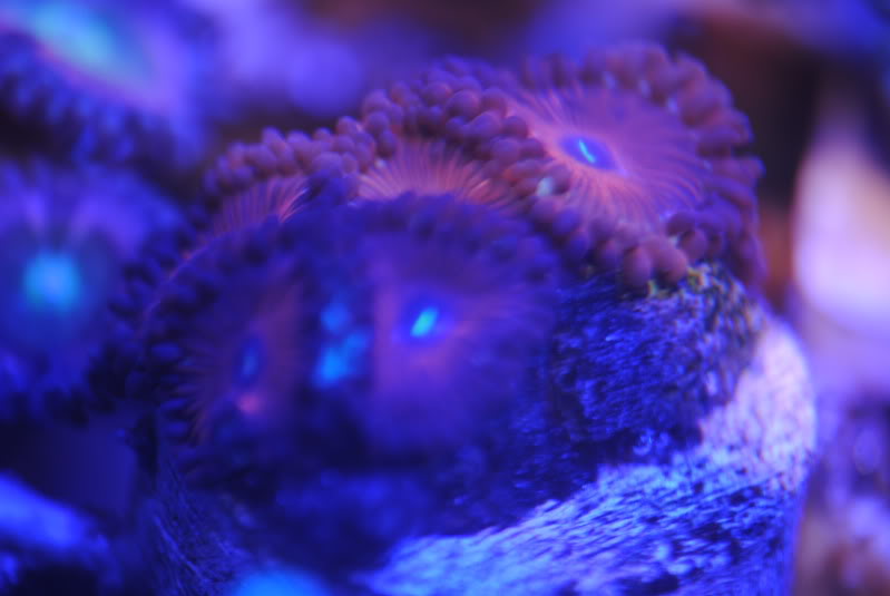 corals114.jpg