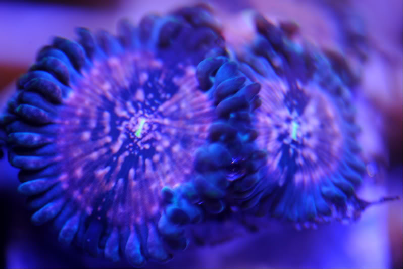 corals118.jpg