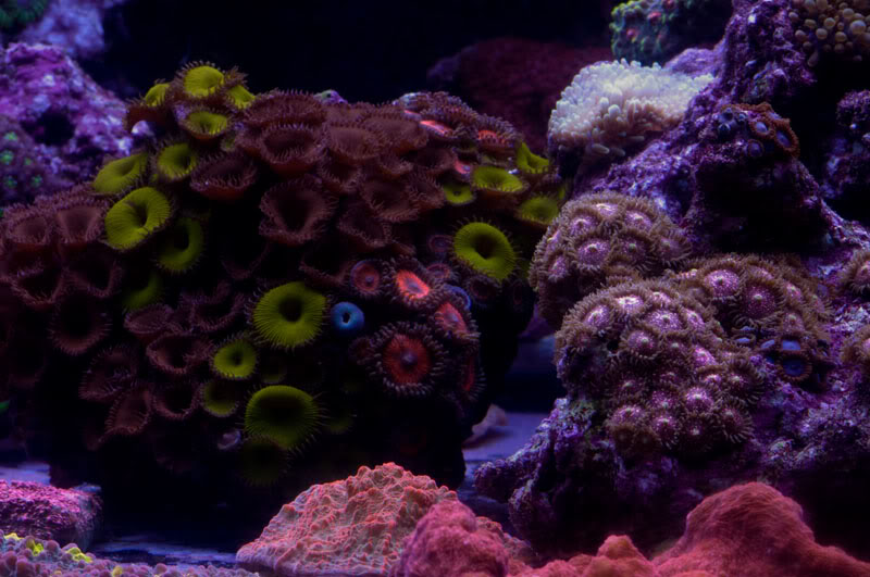 coralshots6of9February032009copy.jpg