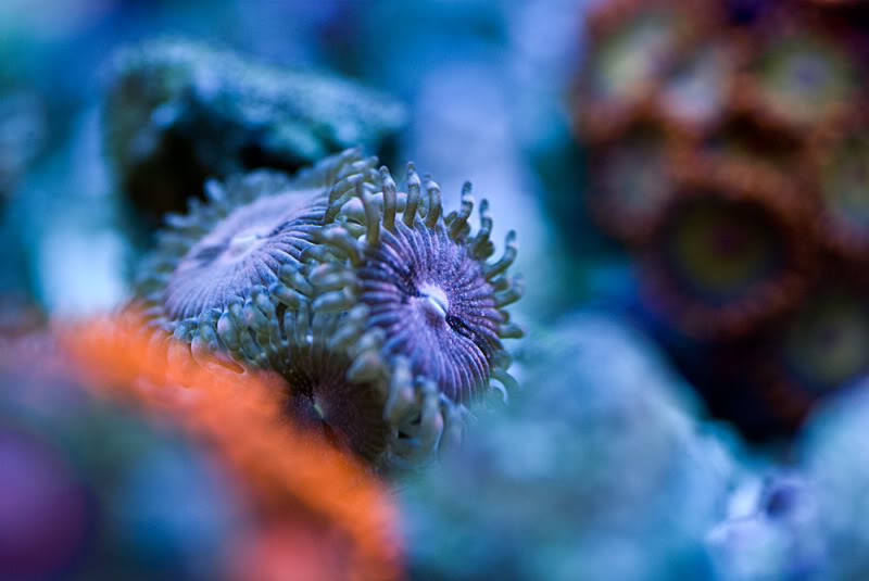 seashells-purple.jpg