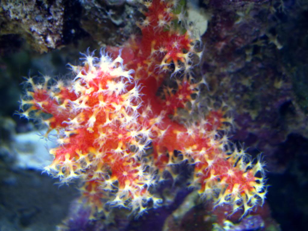 coral82110001r.jpg