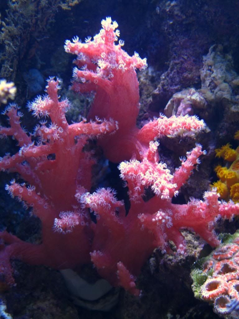coral82110005r.jpg