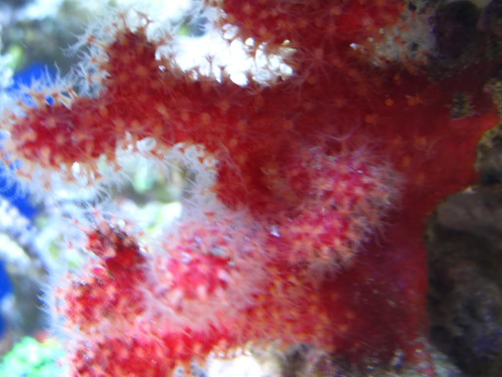 coral82110009.jpg