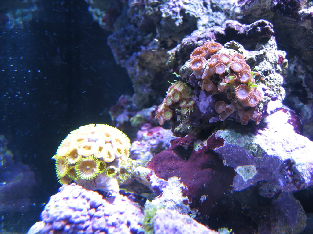 corals008.jpg