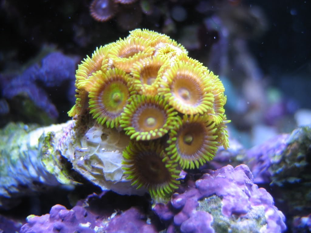 corals009-1.jpg