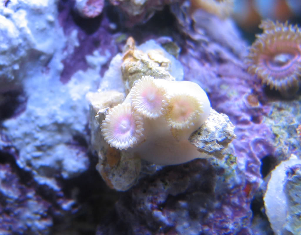 corals0101.jpg