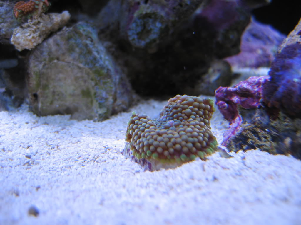 corals014.jpg