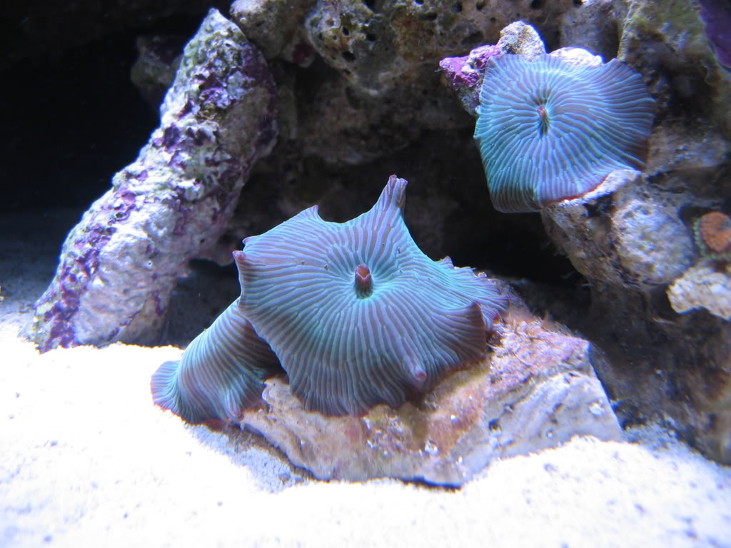 corals016.jpg