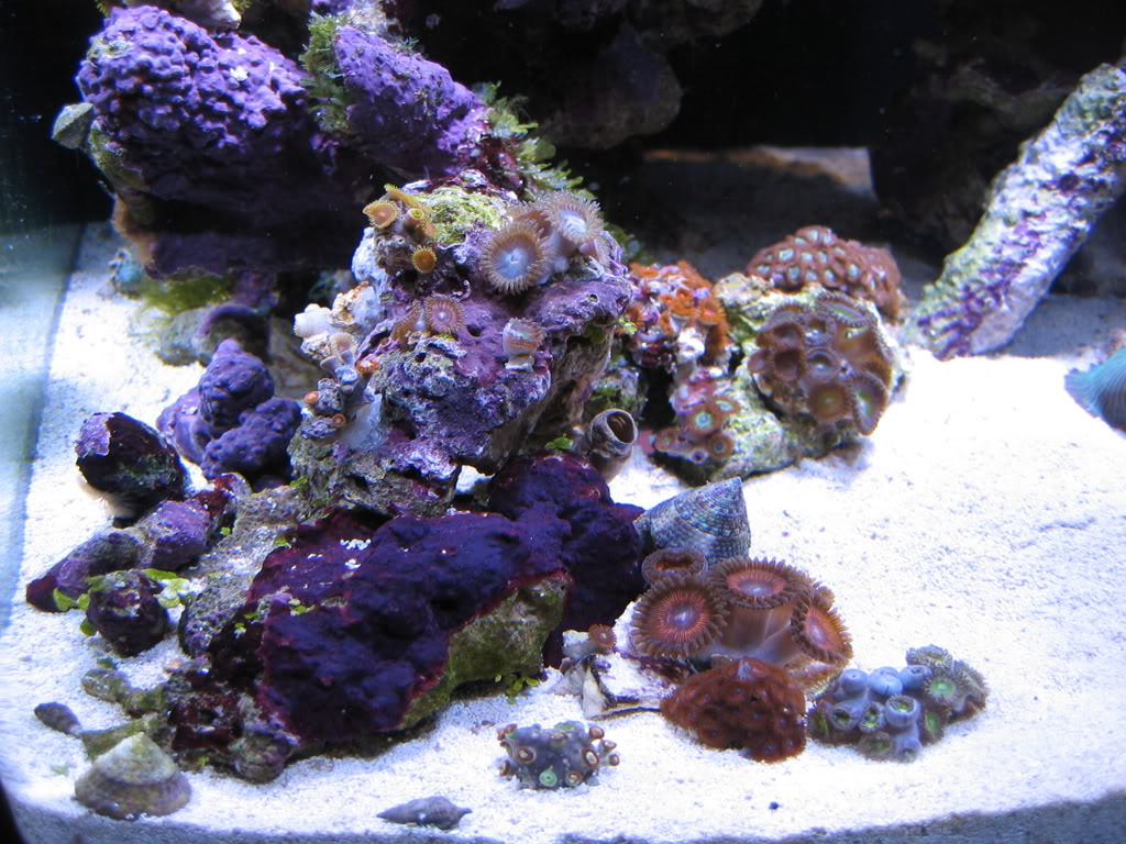 corals019.jpg