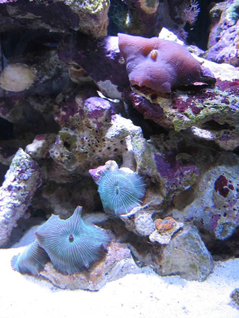 corals024.jpg