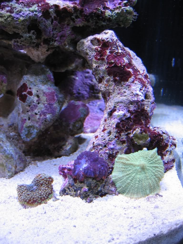 corals025.jpg