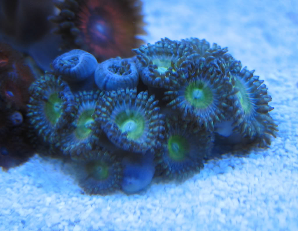 corals0311.jpg