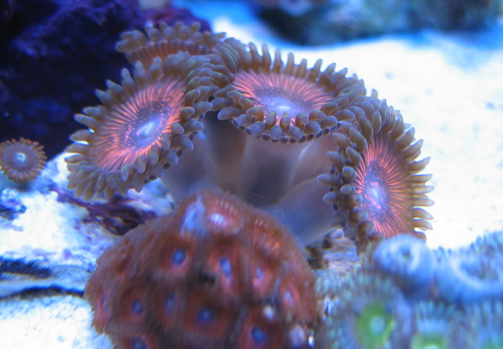 corals0333.jpg
