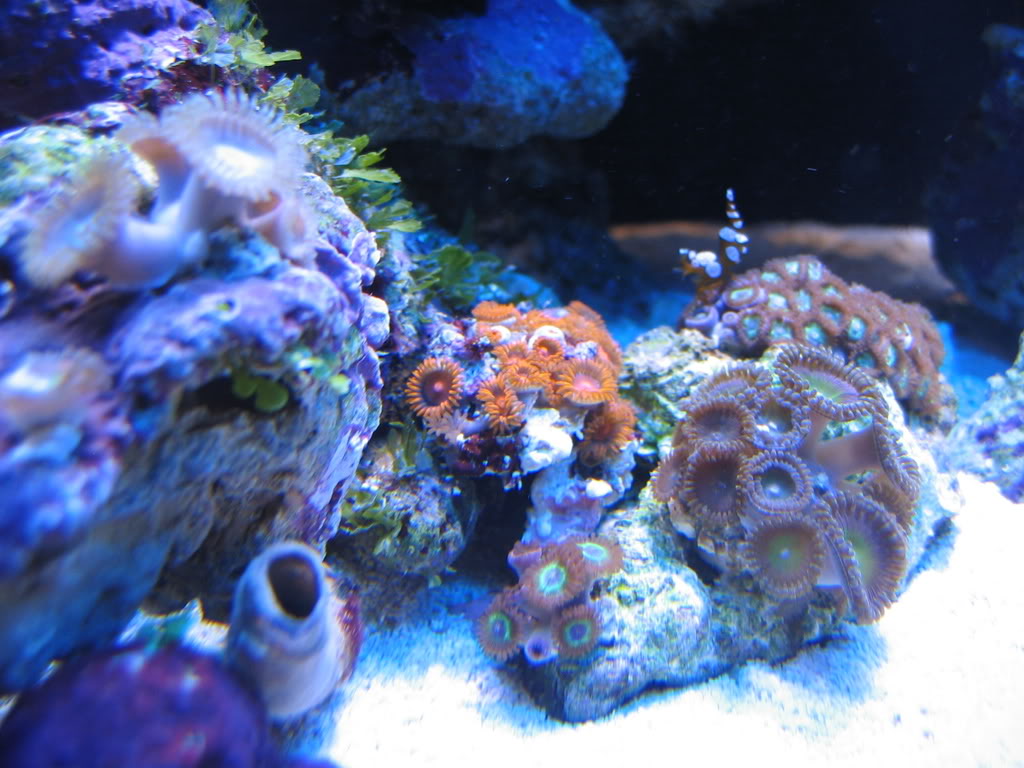 corals037.jpg