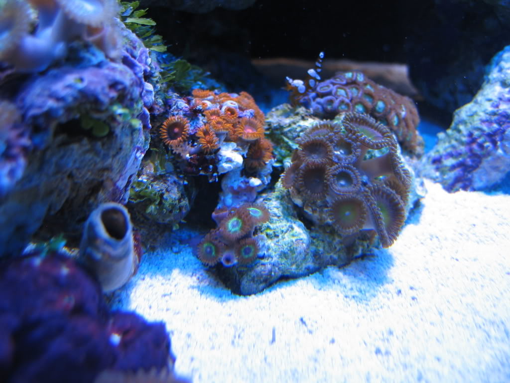 corals038.jpg