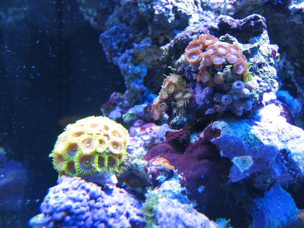 corals039.jpg