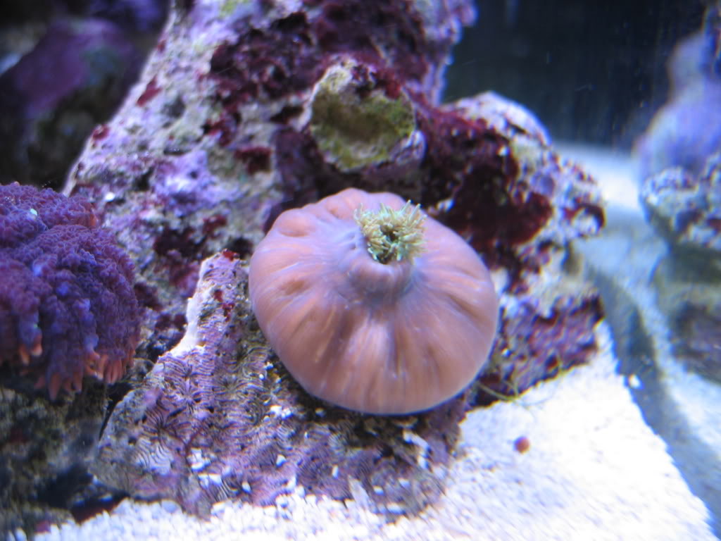 corals045.jpg