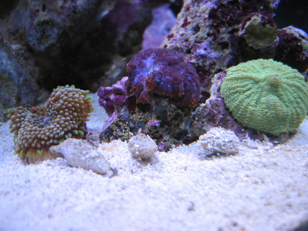 corals049.jpg