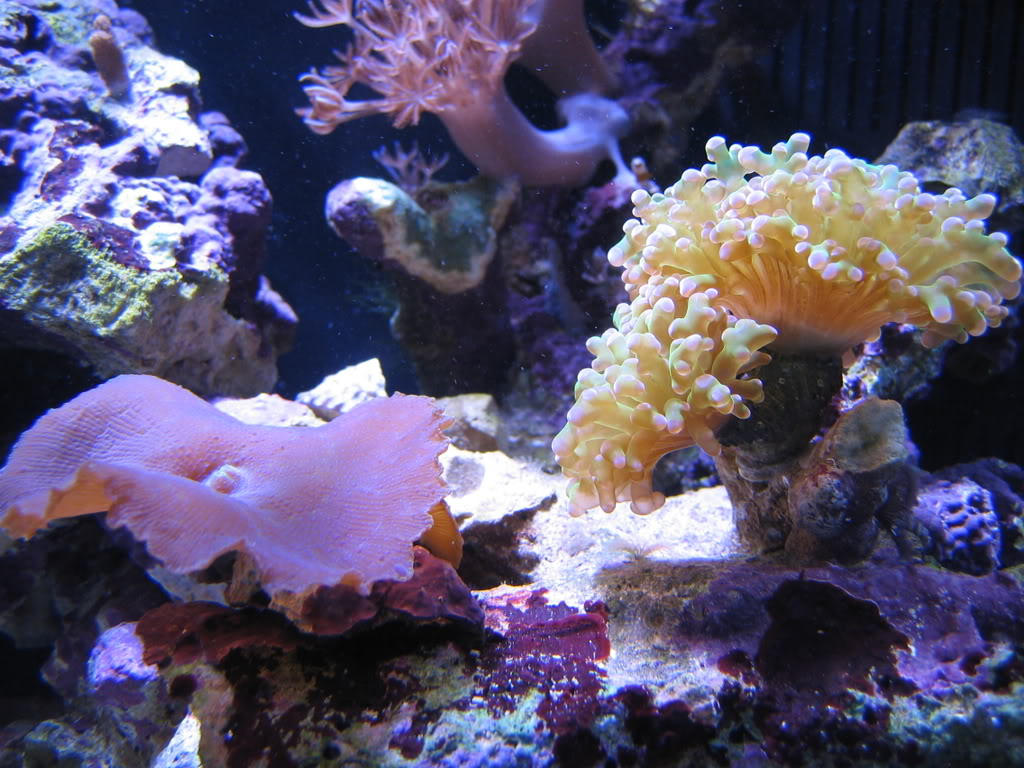 corals059.jpg