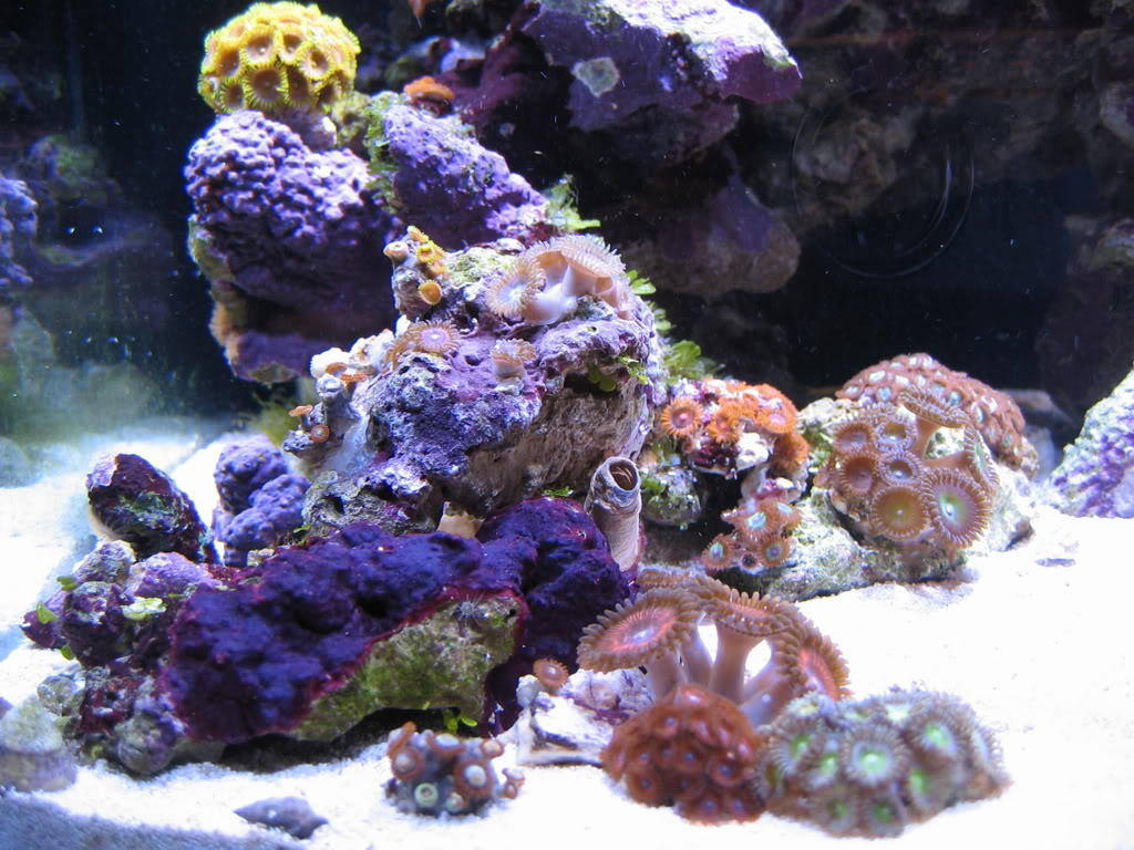 corals066.jpg