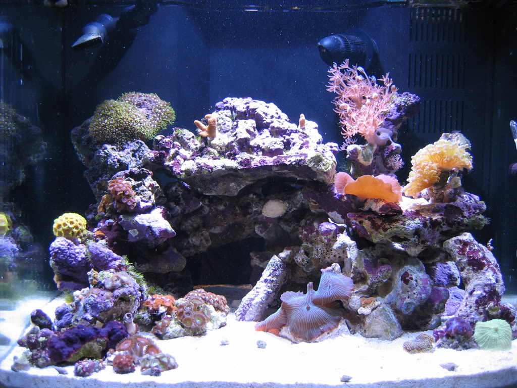 corals068.jpg