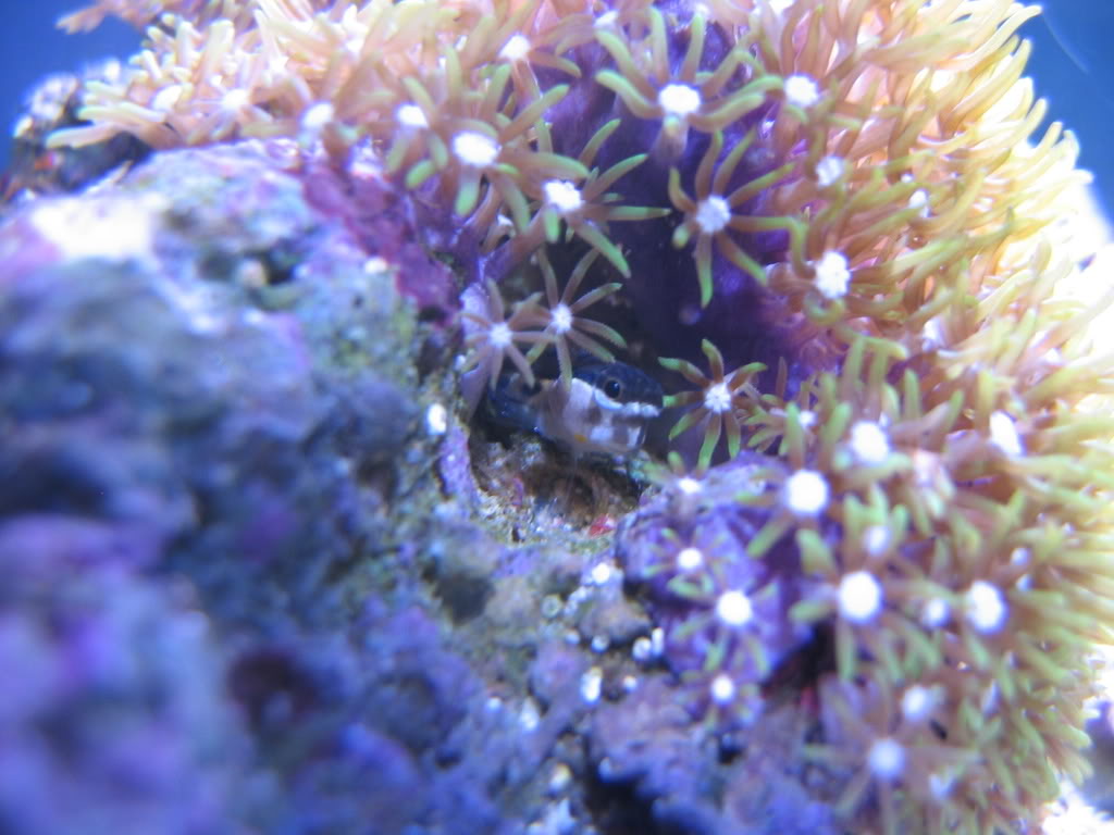 corals081.jpg