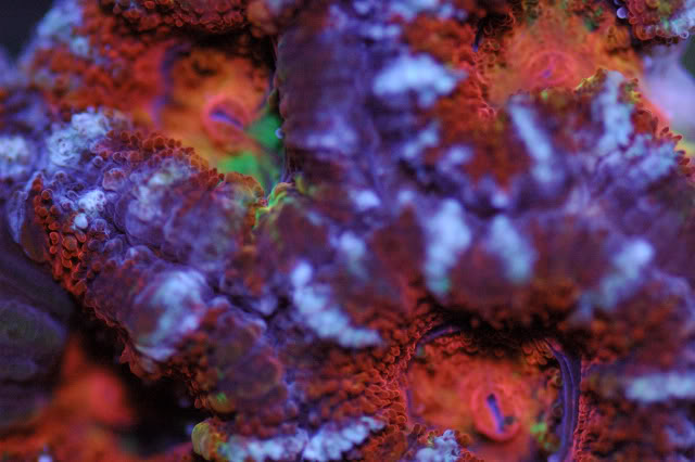 coral0002-1.jpg