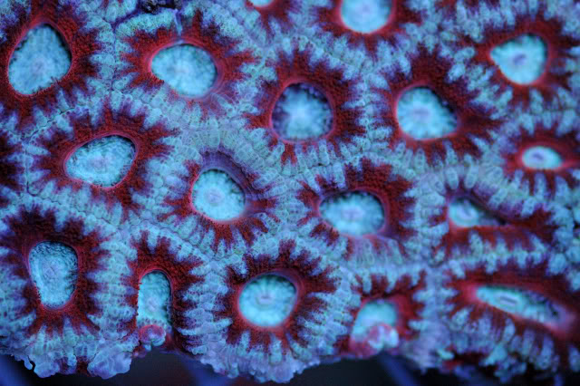 coral0003-1.jpg