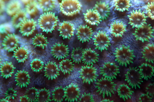 coral0003.jpg