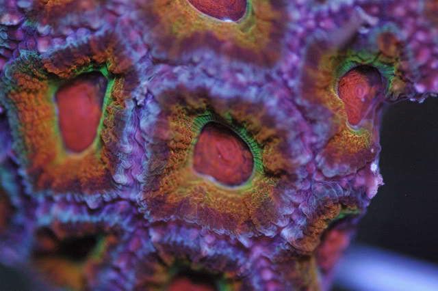 coral0004-1.jpg