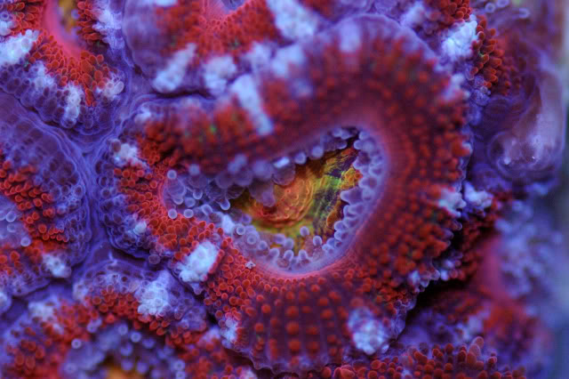 coral0004.jpg