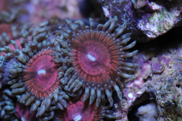corals0001-7.jpg