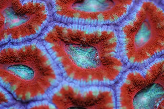 corals0001-8.jpg