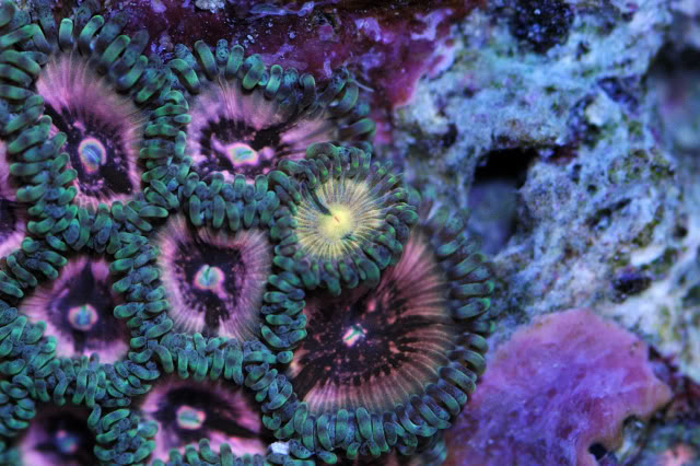 corals00011-2.jpg