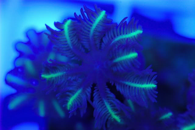 corals0002-4.jpg